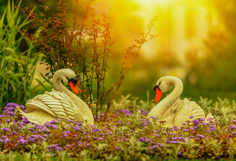 Лебеди в санатории Джинал в городе Кисловодске - фотография